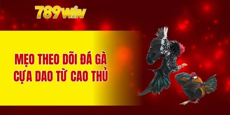 Mẹo theo dõi đá gà cựa dao từ cao thủ